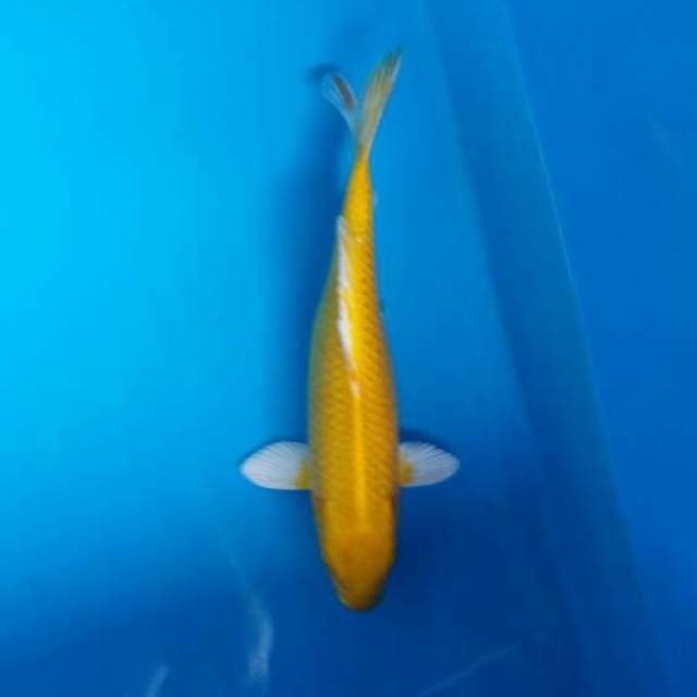 Ogon 