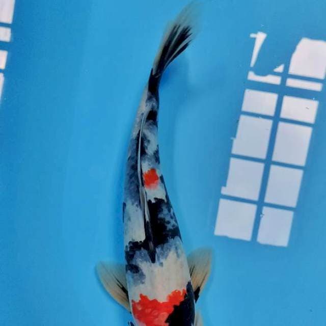 Showa Male 37cm