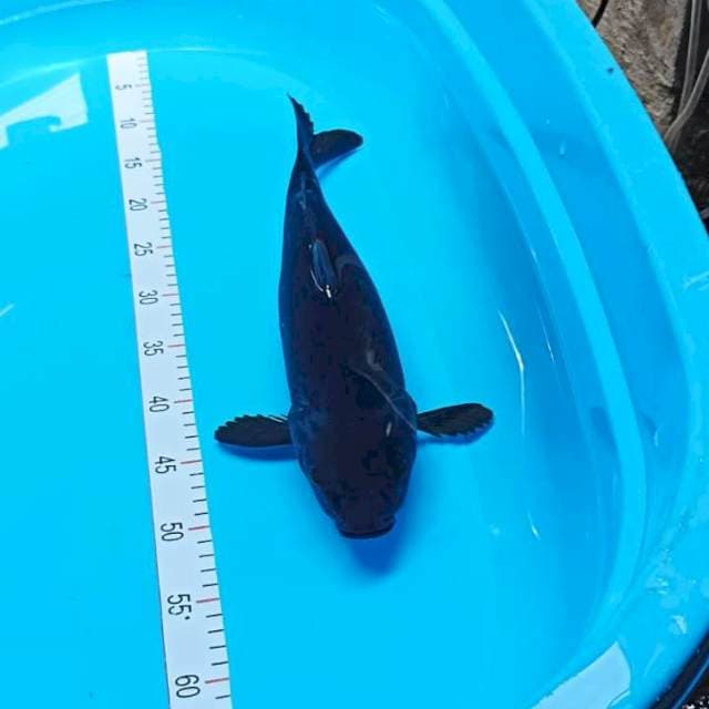Karasu 40 cm gendong telur