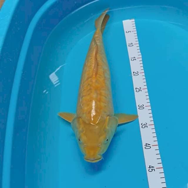 Karasi aragoke 46 cm 