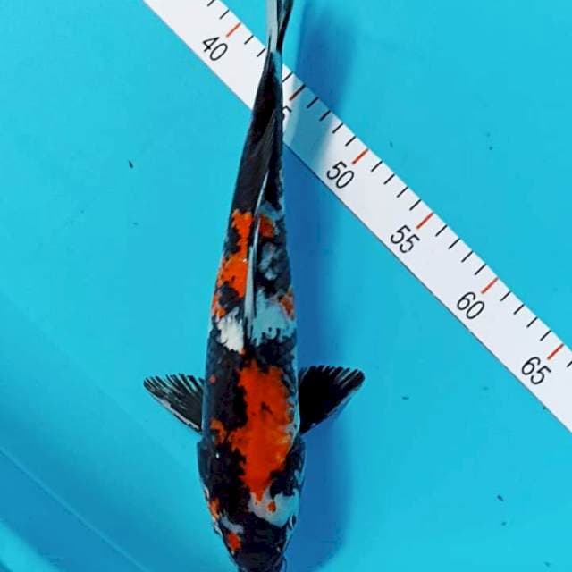 Showa 32 cm jantan