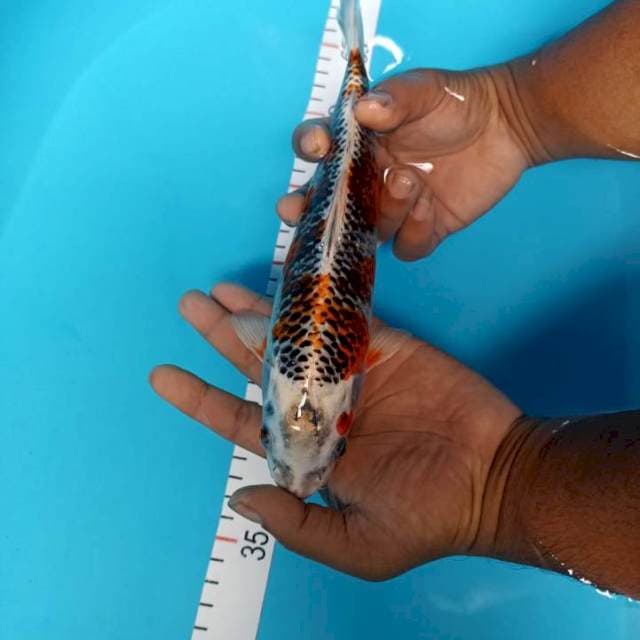 Kujaku 25 cm male