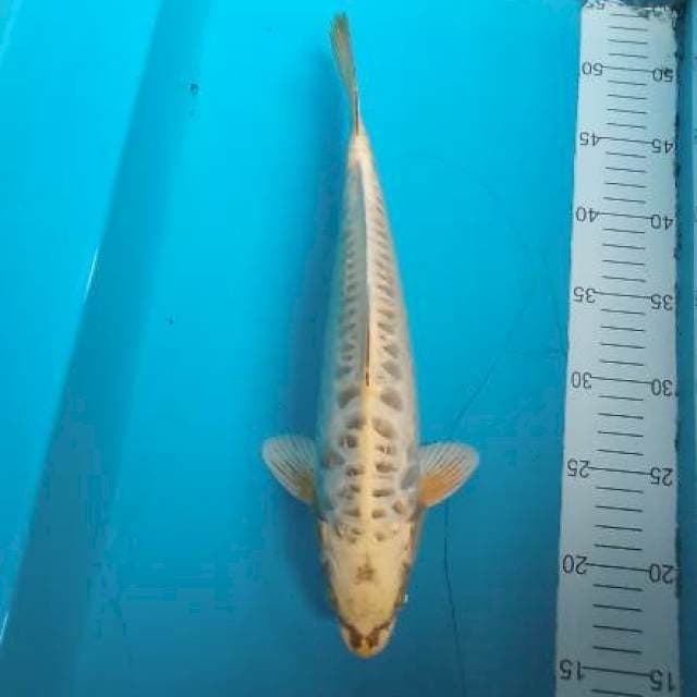 Mukasi aragoke ginrin size 33cm