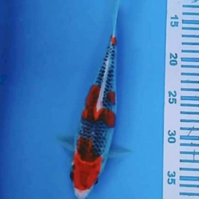 GHOSIKI 27cm