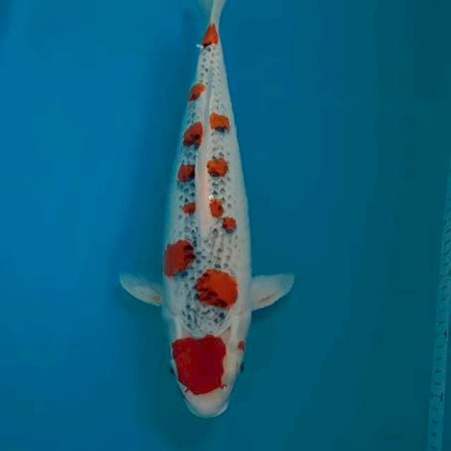 Ghosiki sakura. 41 cm