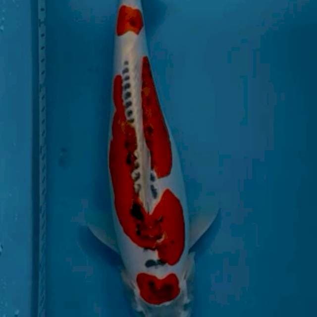 Beni kiko 41 cm 