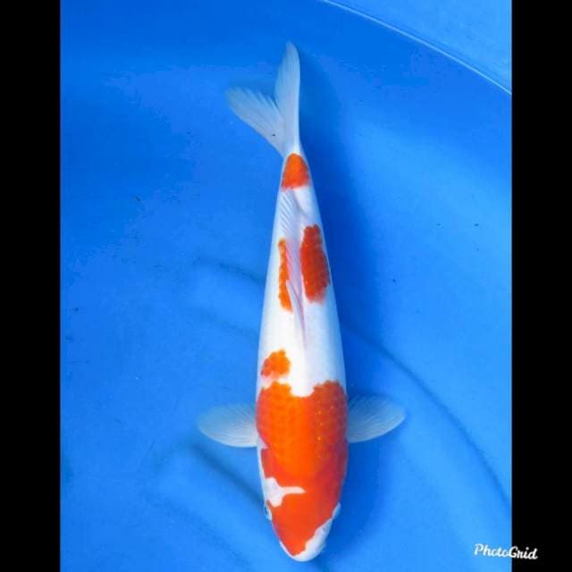 KOHAKU F1  , 37cm 