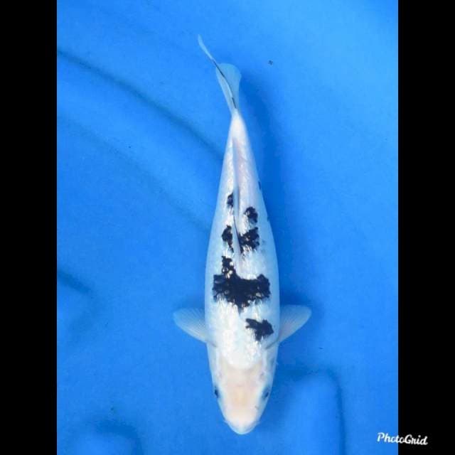 BEKKO GINRIN , 26cm