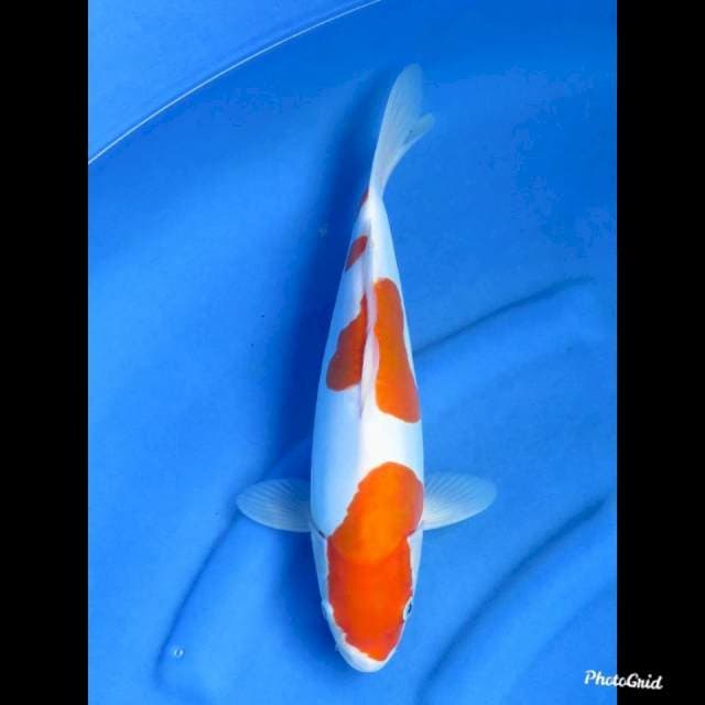 KOHAKU DOITSU MURNI , 36cm