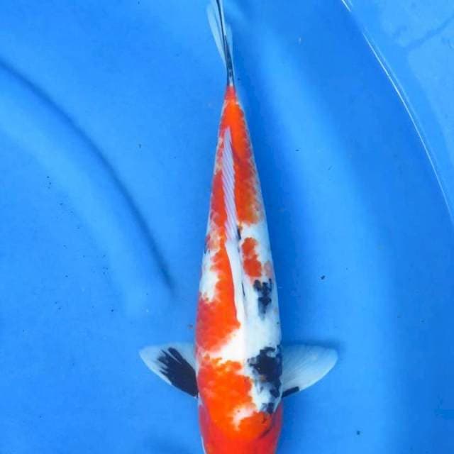Kindai ori 38cm ml