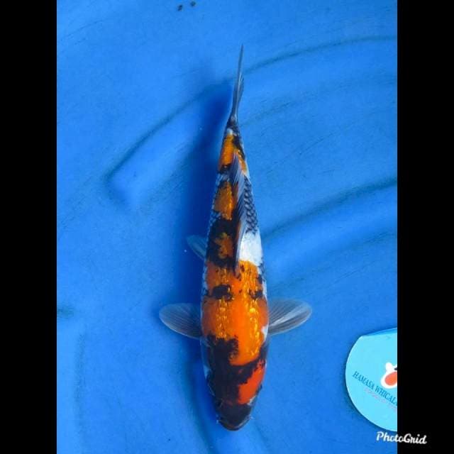 SHOWA GINRIN , 31cm