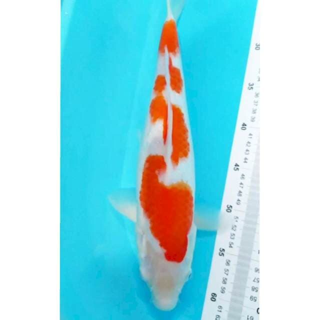 40cm Inazuma Kohaku ⭐⭐⭐