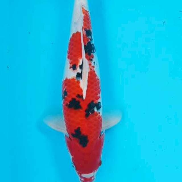 Sanke 37cm