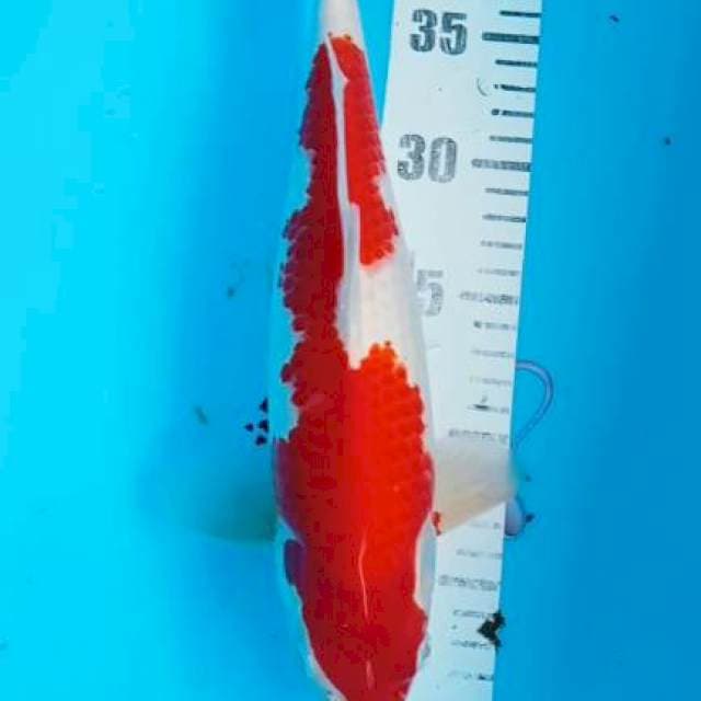 Kohaku 33cm
