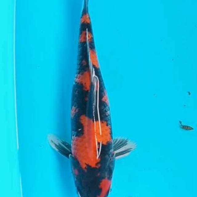 Showa 30cm