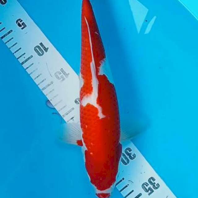 Kohaku 36cm