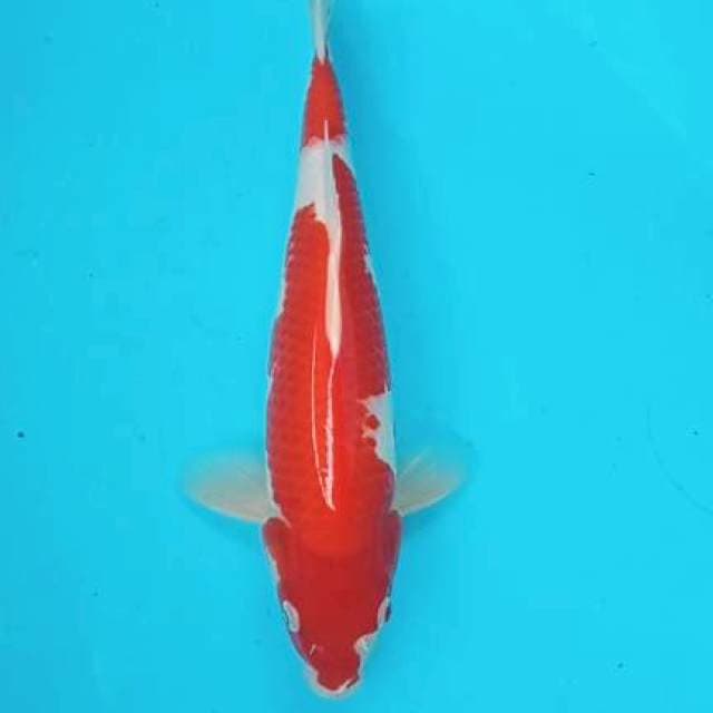 Kuhaku 33cm