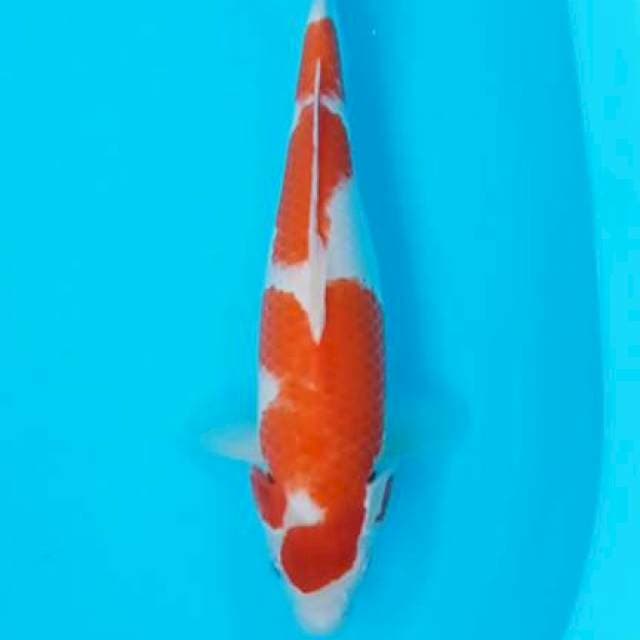Kohaku 35cm