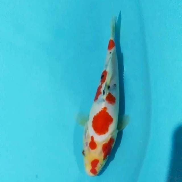 🌀 25cm sanke tategoi