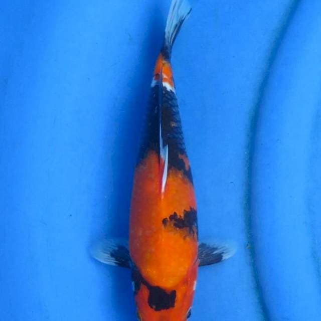 Showa 27cm