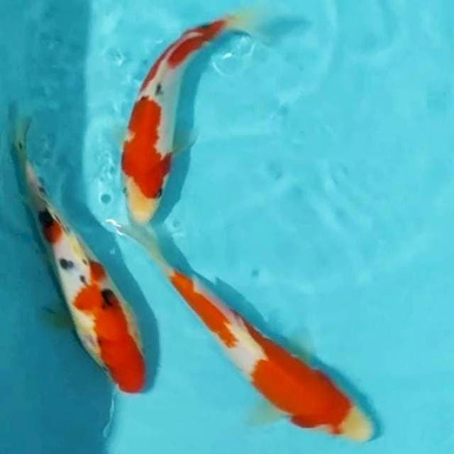 🌀25bu 3ekr kohaku, sanke