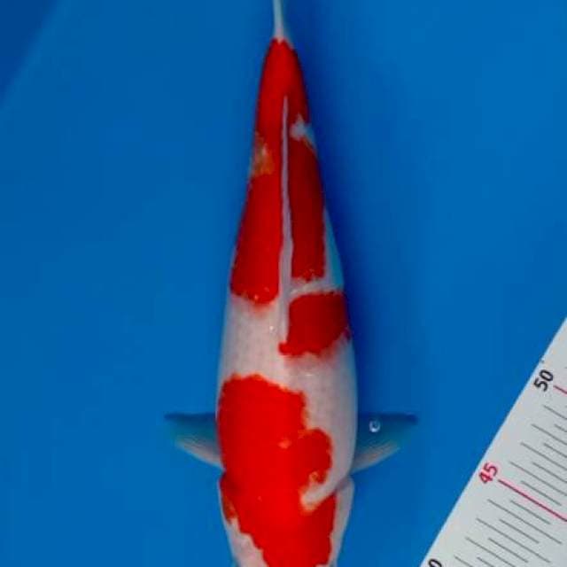 KOHAKU BODY BULKY
