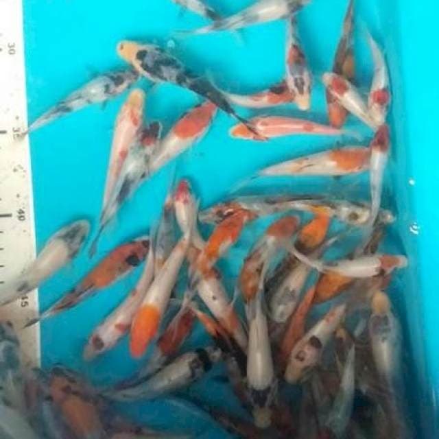 bibit sowa siro 8-10 cm 60 ekor