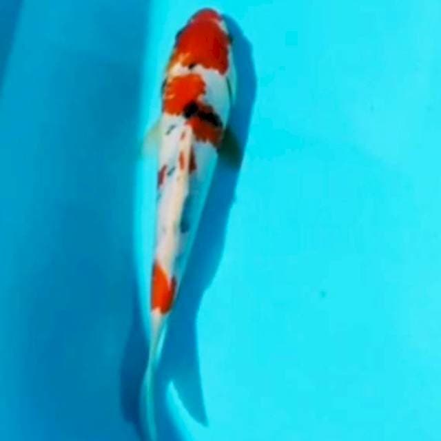 🌀 26cm sanke