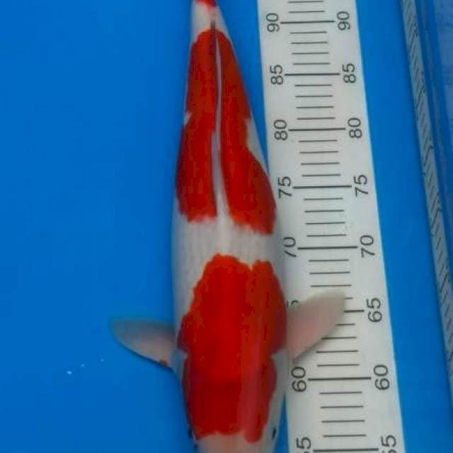 Goshiki Kanno 49 cm