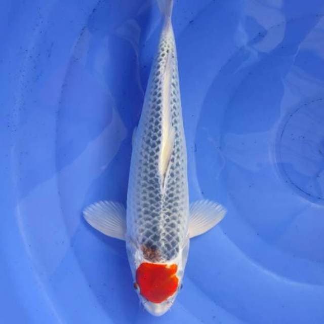 Tc Goshiki 33cm Jantan
