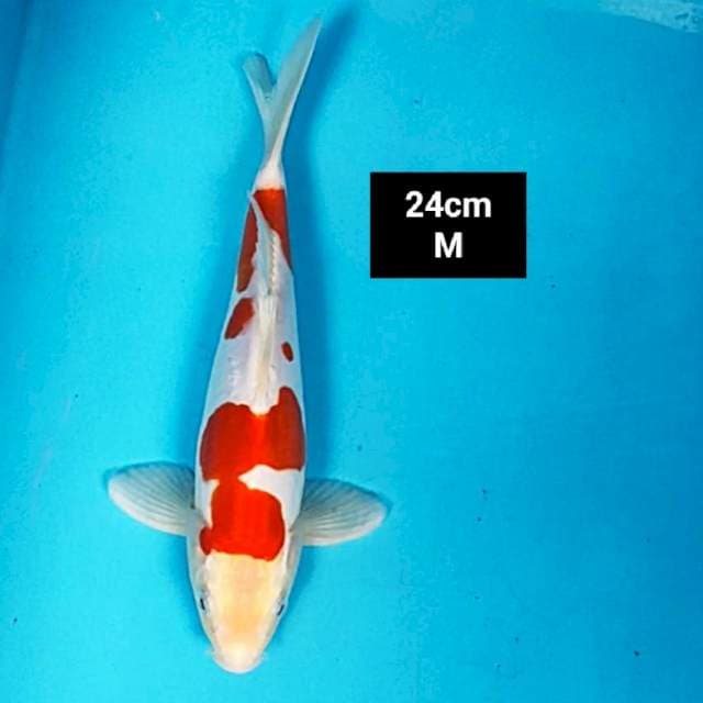 Doitsu murni merah jos 24cm male