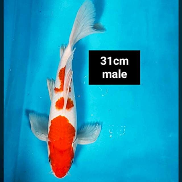 Kumpay kohaku strong 31cm male