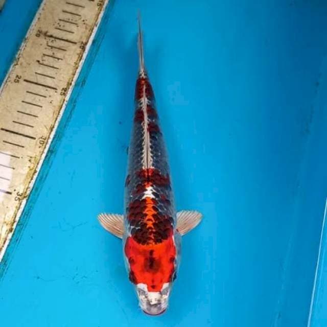 Beni gingga 25cm