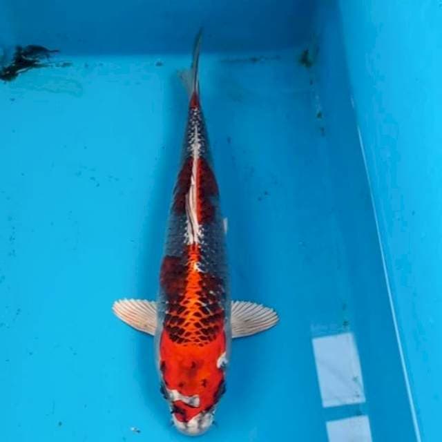 Beni Gingga 24cm