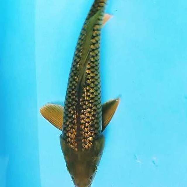 Midori ginrin 34 cm