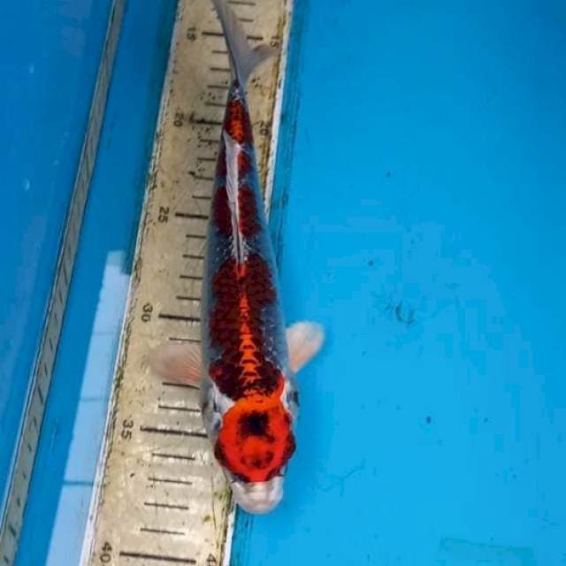 Beni Gingga 23cm