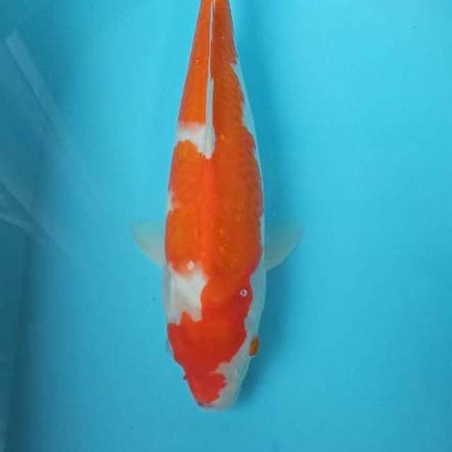 Kohaku female size 40cm