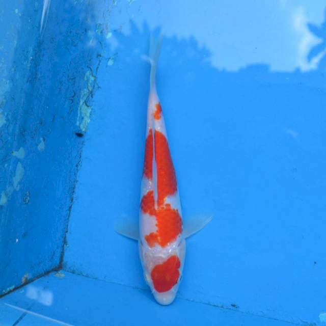 Maruten Inazuma Kohaku F1