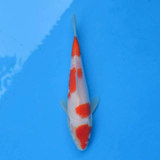 Yondan Kohaku F1