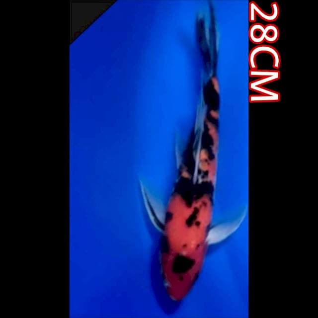 SHOWA SLAYER 28CM