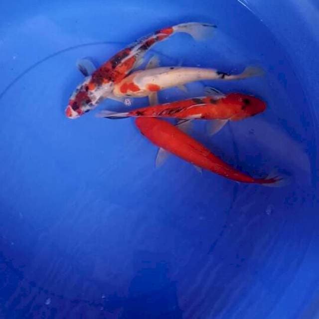 Mix koi 24 -25-26-28 cm
