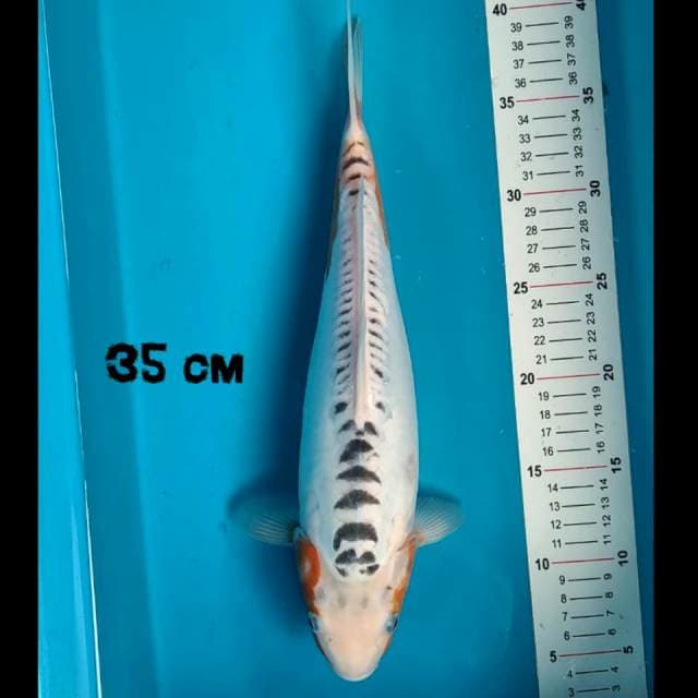 Shusui 35 cm