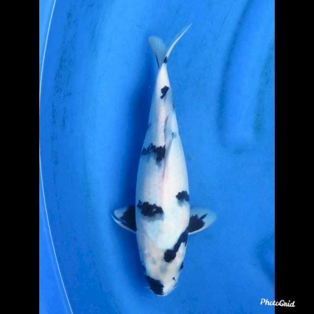 28cm , Shiro Tategoi