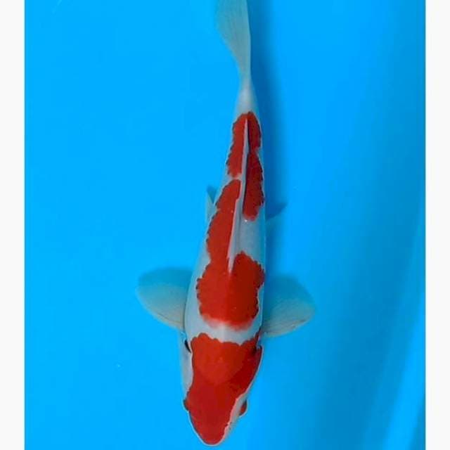 Kohaku