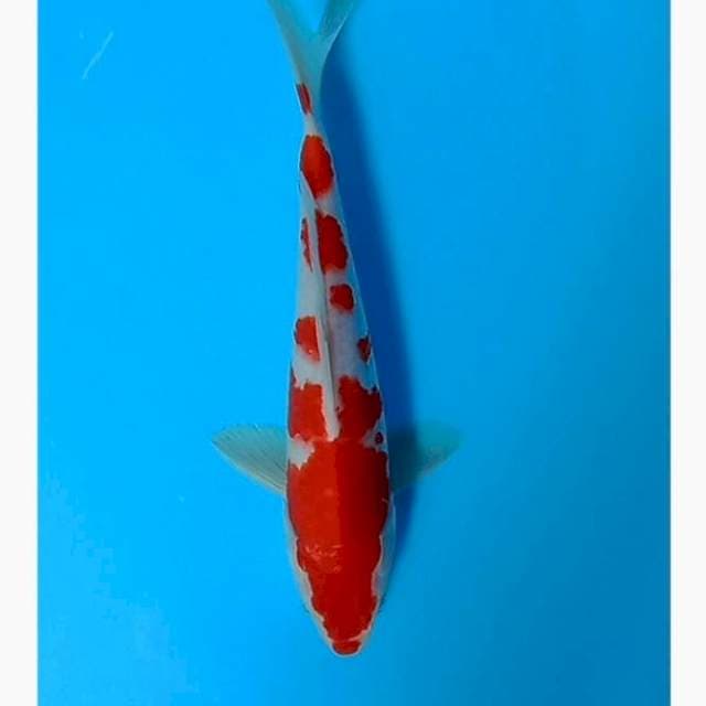 Kohaku