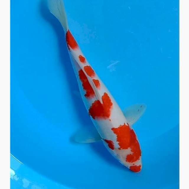 Kohaku