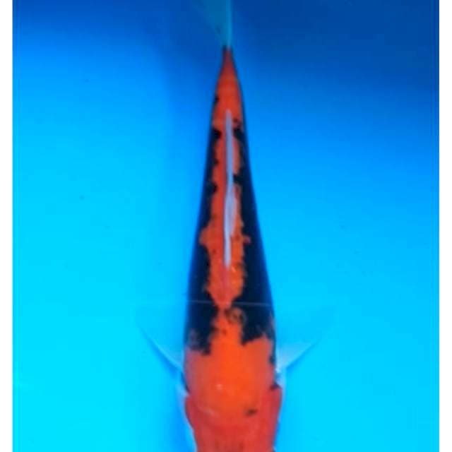 BENI KUMONRYU 16 Cm