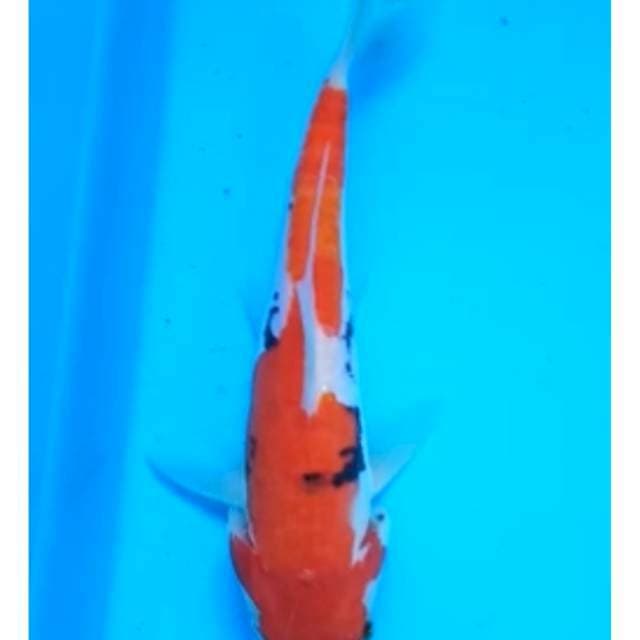 BENI KUMONRYU 15 Cm