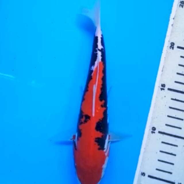 BENI KUMONRYU 22 Cm