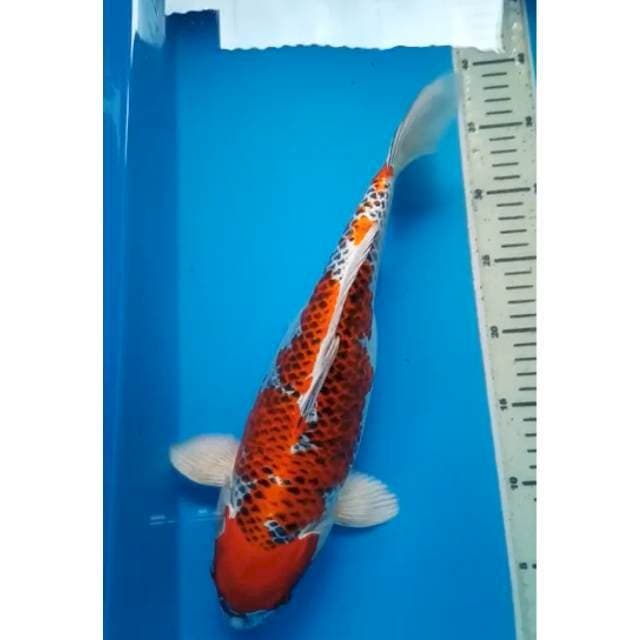 HI KUJAKU BODY JUMBO 37 Cm